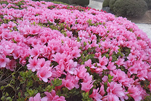 今西造園について