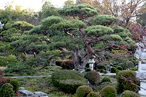 今西造園について