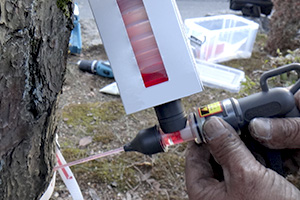 樹木診断・治療